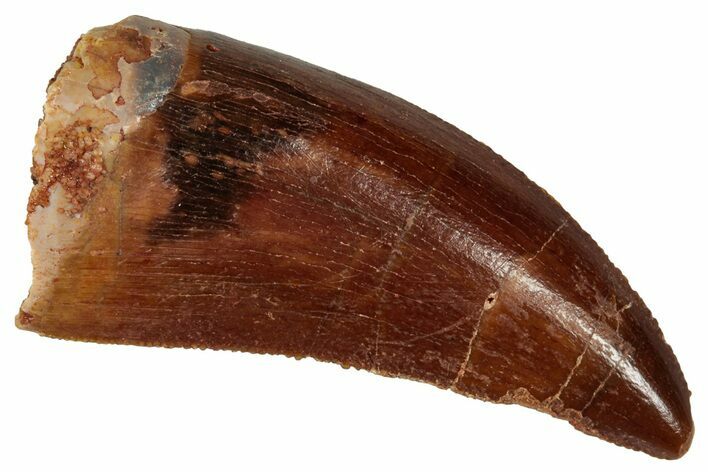 Serrated, Carcharodontosaurus Tooth - Morocco #341253